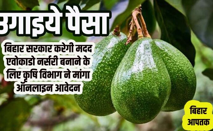 Avocado Nursery apply in Bihar under Agriculture Department-Bihar Aaptak