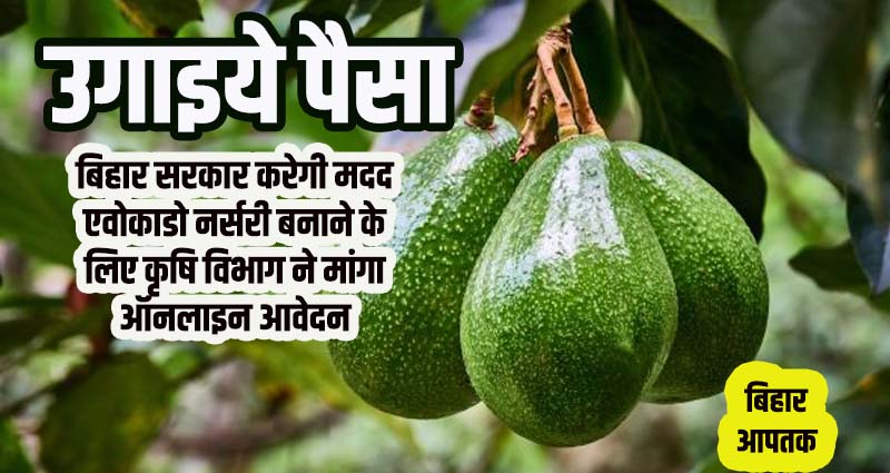 Avocado Nursery apply in Bihar under Agriculture Department-Bihar Aaptak